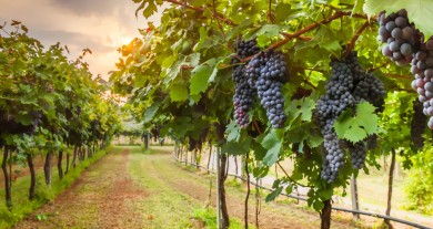 QUE FRUTOS VOCÊ PRODUZ? 